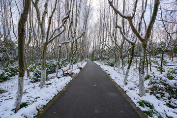 公园雪景