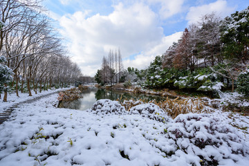 湿地雪景