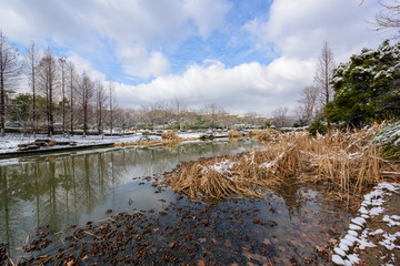 冬季湿地