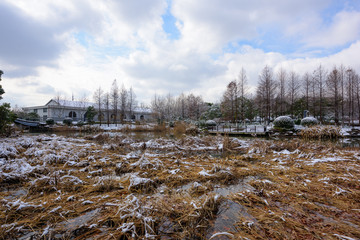 冬季湿地