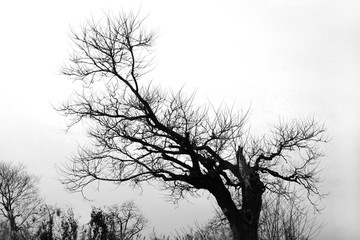 黑白古树