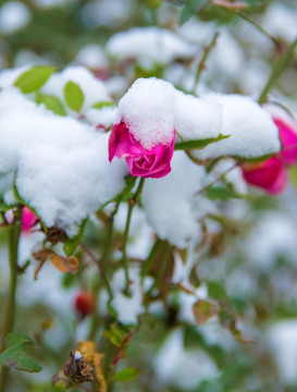 雪中花