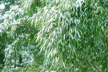 竹林雪景