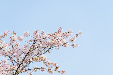 春天白天在公园里盛开的美丽樱花