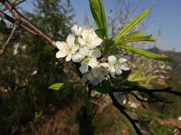 梨花