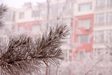 树枝上霜冻