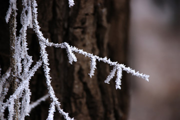 树枝结霜了
