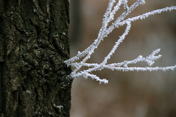树枝结霜