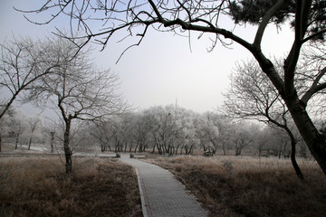 冬日公园小路
