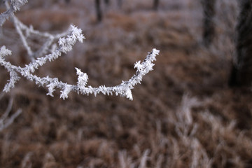 树枝结霜