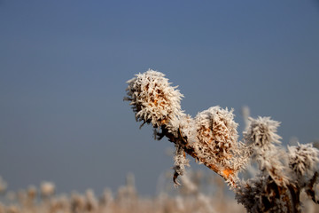冬日结霜的枯草