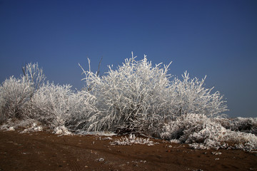 沙漠蓝天树木结霜银装
