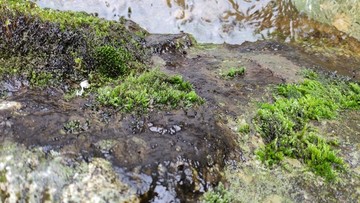 水中的苔藓