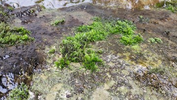 水中的苔藓