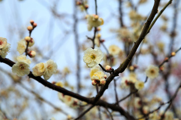 梅花