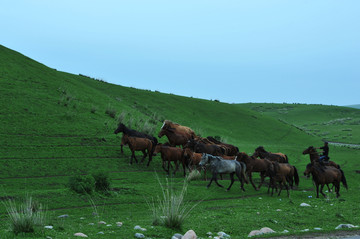 新疆草原风光