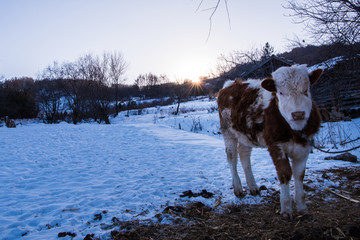 松岭雪村