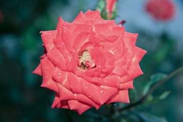 南方深秋雨后的月季花