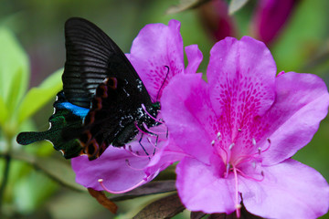 春季盛开的杜鹃花引来蝴蝶