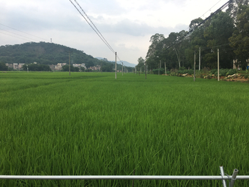 稻田景观