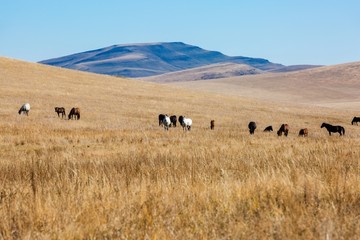秋季丘陵草原马群