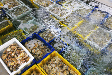 清洗牡蛎