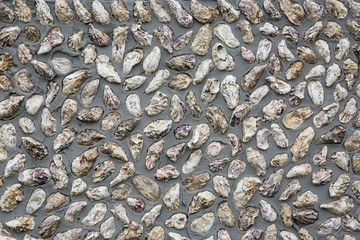 牡蛎壳墙