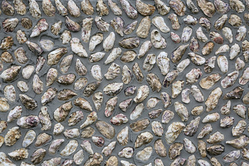 牡蛎壳墙面