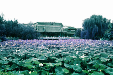 保定莲花池