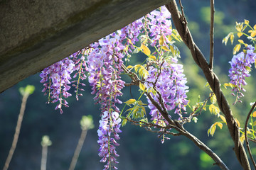 紫藤花