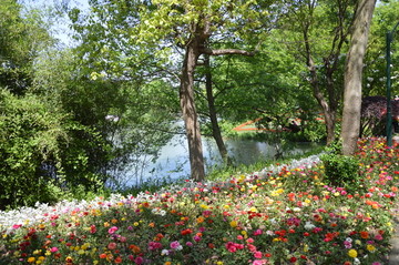 西溪湿地花卉