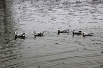 湖面雁群