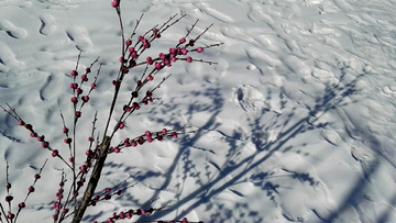 雪地迎春花