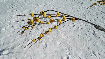 雪地迎春花