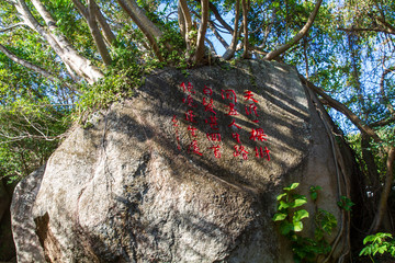 海南三亚天涯海角游览区天涯树