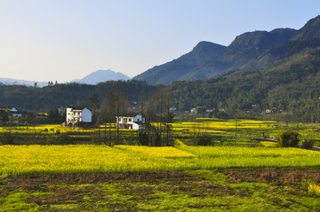油菜花