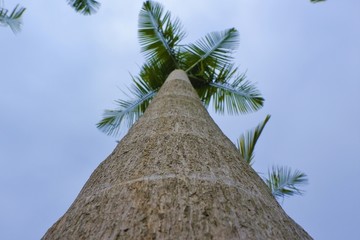 椰子树木特写