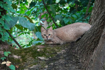 猫