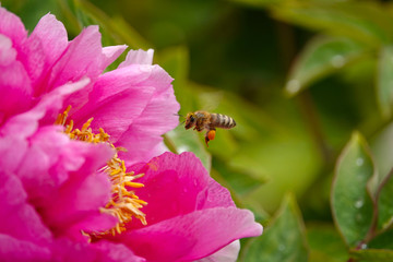 花与蜜蜂