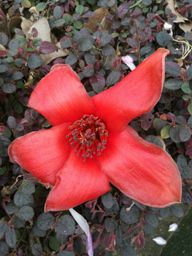 木棉花