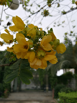 黄花