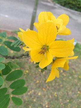 黄花