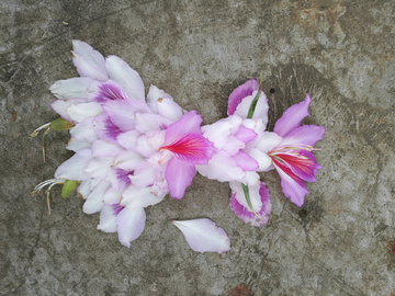 花人