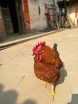 大公鸡