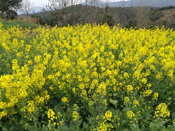 油菜花