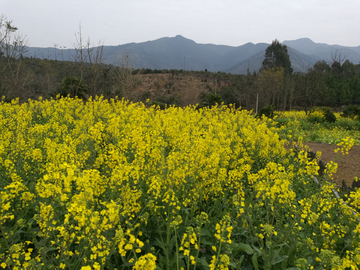 油菜花