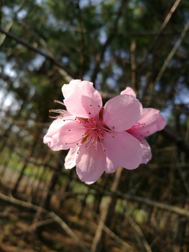 桃花