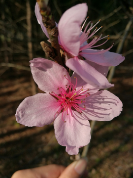 桃花