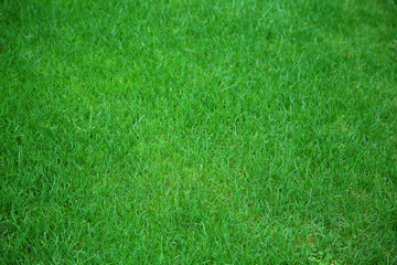 绿草坪背景素材