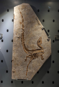中华龙鸟的化石